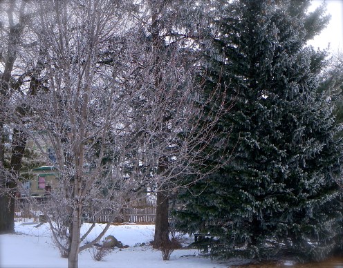 The trees were sparkling with frost, creating a beautiful sight. Photo Credit/Denise Gilliland, Editor and Chief, Kat Country Hub.