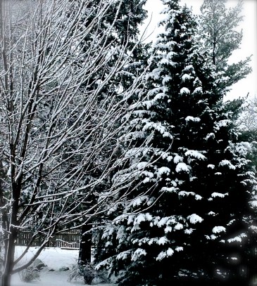 The Oakland area received a reminder that winter is still here! A few inches of wet, heavy snow greeted everyone Friday morning, leaving a coating, not only on yards but also on trees. Photo Credit/Denise Gilliland, Editor and Chief, Kat Country Hub. 