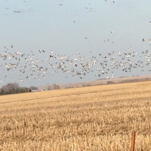 My husband Jeff and I took a drive in the country yesterday. Just north of Bancroft, we came upon hundreds of geese flying. There were many other people parked along the road watching them too. All photos credit of Denise Gilliland, Editor and Chief, Kat Country Hub. 