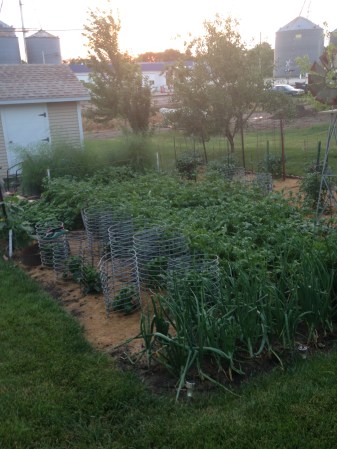 Our garden. It is really thriving! Photo Credit/Denise Gilliland, Editor and Chief, Kat Country Hub. 