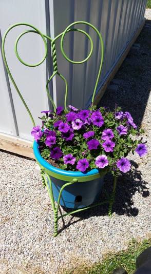 This beautiful flowering plant belongs to Brandy McElroy of Lyons. Isn't is just gorgeous? Summer definitely is a colorful season! Photo courtesy of Brandy McElroy. 