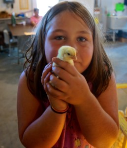 Baby chicks are always a hit with the kids at the Burt County Fair. Photo Credit/Denise Gilliland, Editor and Chief, Kat Country Hub. 