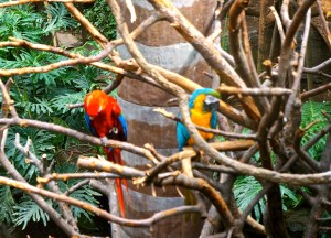Nothing as beautiful as the Henry Doorly Zoo! All photos credit of Denise Gilliland/Editor and Chief, Kat Country Hub.