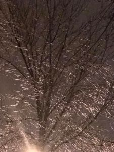 The trees glow from the ice storm. All photo credit/Denise Gilliland, Editor and Chief, Kat Country Hub. 